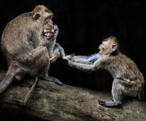 2014 The 4th , Taichung international exhibition of photography 2,Taiwan Nature(自然組):入選